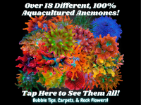 Shop AQ Anemones(1).png