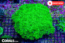 Untitled design(156).png