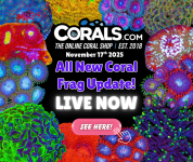 11.17 new coral.png