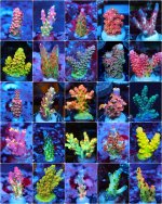 incollage_save 24.JPG