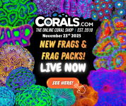 11.23 new coral.png
