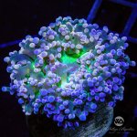 CoralAuction3_35f7e2b8-c5c1-4750-870a-dbfd66e55a46.jpg