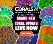 12.11 new coral.png