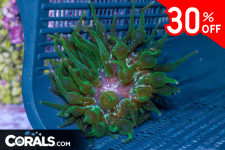 Untitled design(155).png