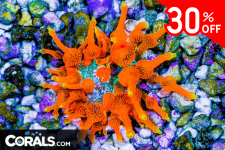 Untitled design(159).png