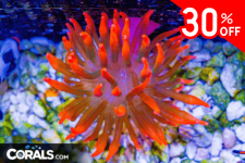 Untitled design(162).png