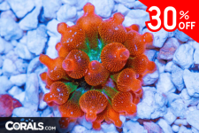 Untitled design(164).png