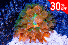 Untitled design(165).png