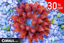 Untitled design(166).png