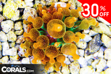 Untitled design(167).png