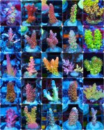 incollage_save 2.JPG