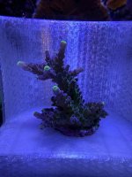 WWC Yellow Tip big frag.JPEG