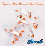 SR_Tangerine_Albino_Wyoming_White_Clownfish_group.jpg