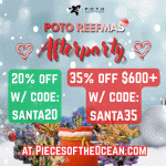 Copy of Reefmas 800x800.gif