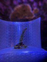 WWC yellow tip (3).JPEG