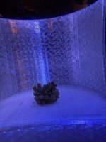 WWC yellow tip (6).JPEG