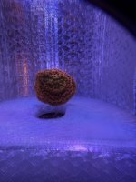 Sunset Montipora.JPEG