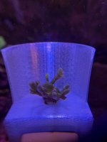 Green Digitata frag.JPEG