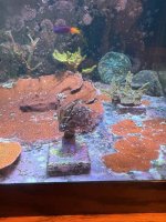 Torch Coral (1).JPEG