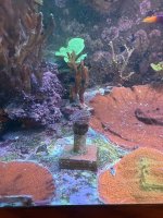 Torch Coral (2).JPEG
