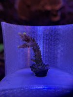 WWC yellow tip (1).JPEG