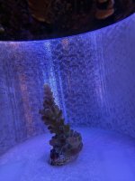 WWC yellow tip (4).JPEG