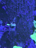 RRC Pink Cadillac Frag.JPEG