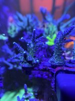 WWC yellow tip Big.JPEG