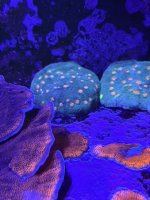 Miami Hurricane.JPEG