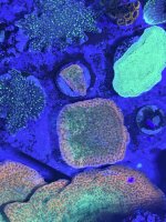 Sunset Montipora.JPEG