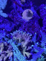 RRC Pink Cadillac mother colony.JPEG