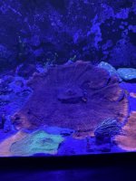 Reverse Superman Monti.JPEG