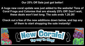 Screenshot 2026-01-16 at 3.13.37 PM.png