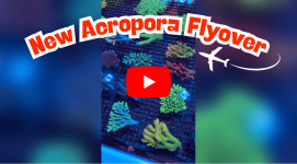New Acropora Flyover.png