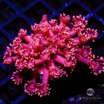 CoralAuction2_c9c4b8c7-82d4-4e6b-9d91-d4e006946393.jpg