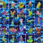 incollage_save 3.JPG