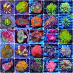 incollage_save 2.JPG