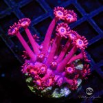 CoralAuction74.jpg