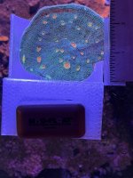 Miami Hurrica Chalice.JPEG