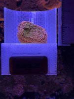 Sunset Montipora.JPEG