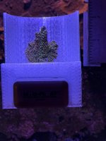 Tubbs Stellata Montipora.JPEG
