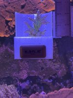 WWC yellow tip (1).JPEG