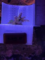 WWC yellow tip (4).JPEG