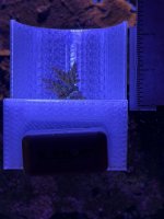 WWC yellow tip (7).JPEG