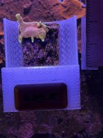 Forest Fire (Bubblegum) Monti Digitata.JPEG