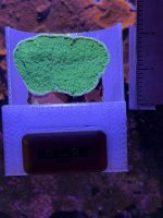 Season Greetings Montipora.JPEG