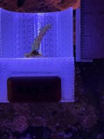 WWC yellow tip (3).JPEG