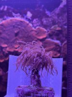 Indo Gold Torch  (1).JPEG