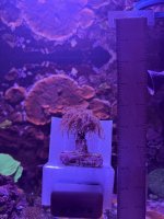 Indo Gold Torch  (2).JPEG