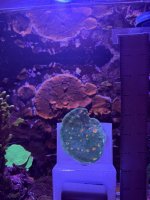 Miami Hurricane Chalice.JPEG